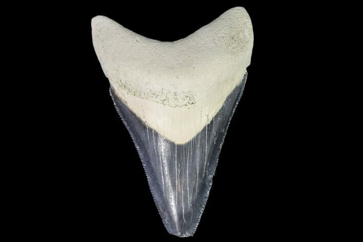Serrated, Fossil Megalodon Tooth - Florida #110472